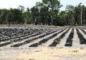 Foto: Cilts sievietes un saldūdens delfīnu meklējumi Borneo